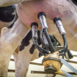 Leche en tambo sube 16 % interanual en Uruguay
